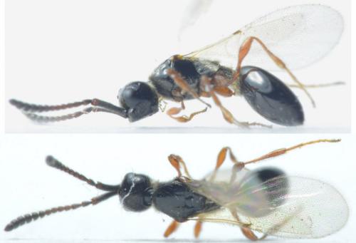 Réf. 242 505 : Spilomicrus sp.